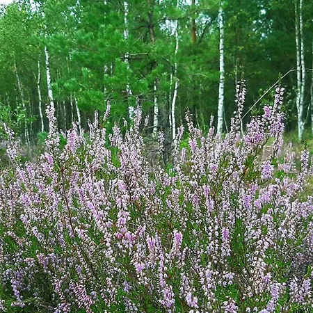 Kawalerka U Megi Appartamento