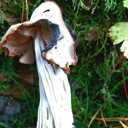 Apartamento Kawalerka U Megi *