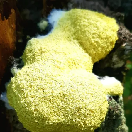 Appartamento Kawalerka U Megi Borne Sulinowo