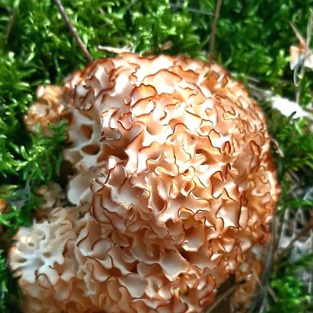 Appartamento Kawalerka U Megi Borne Sulinowo