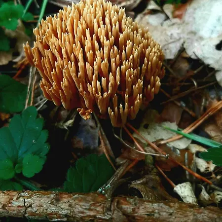 Kawalerka U Megi * Borne Sulinowo