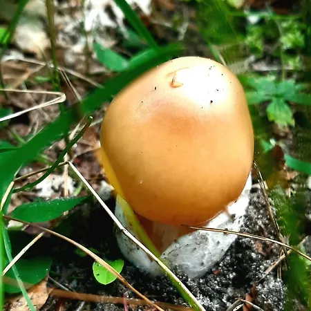 Kawalerka U Megi Apartamento *