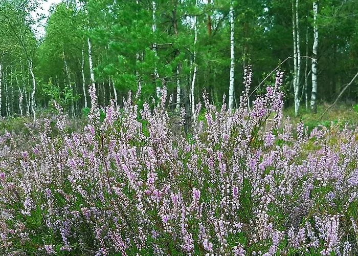 Kawalerka U Megi Lejlighed