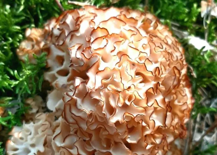 Appartamento Kawalerka U Megi Borne Sulinowo