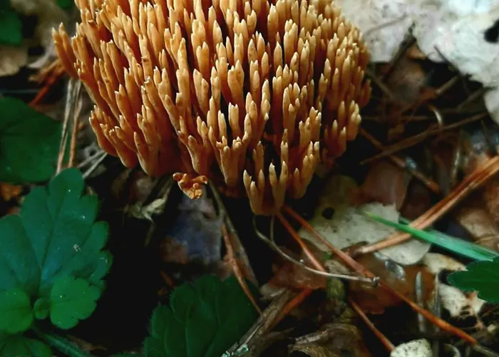 Kawalerka U Megi * Borne Sulinowo