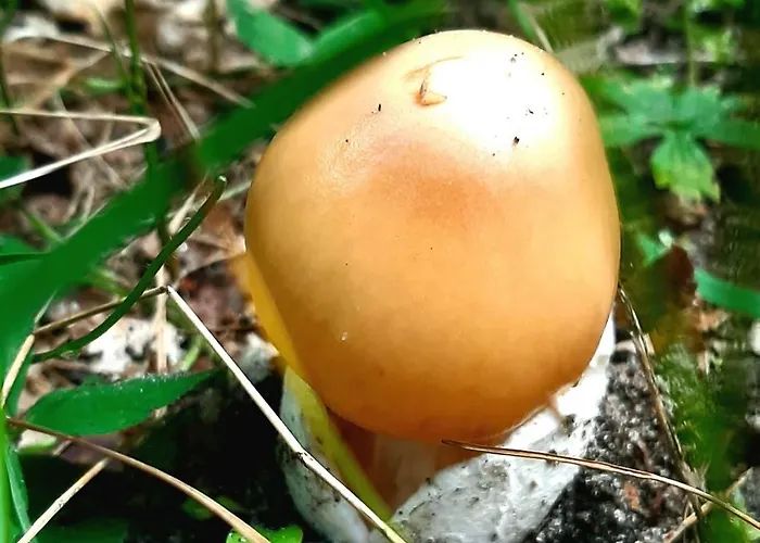 Kawalerka U Megi Appartamento *